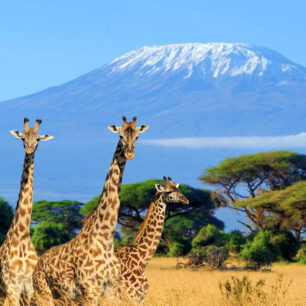 Amboseli National Reserve