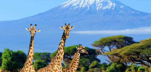 Amboseli National Reserve