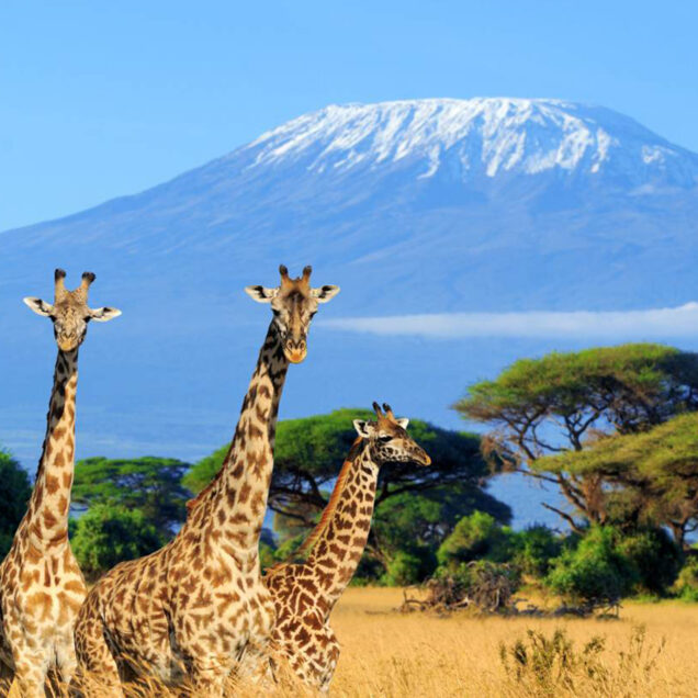Amboseli National Reserve