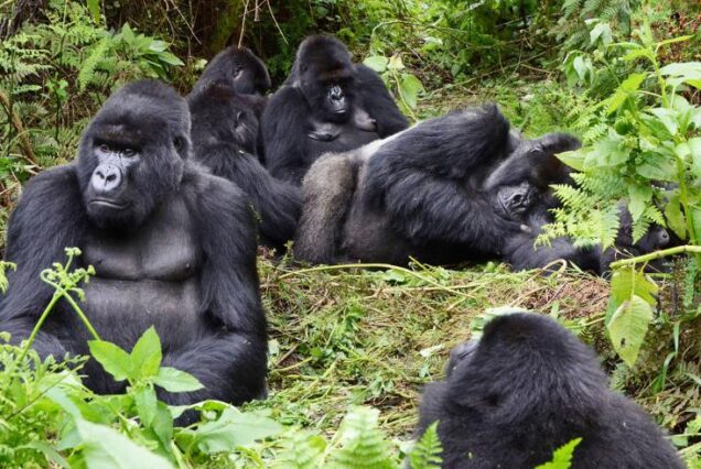 Gorilla Treck In Rwanda, Uganda & Drc