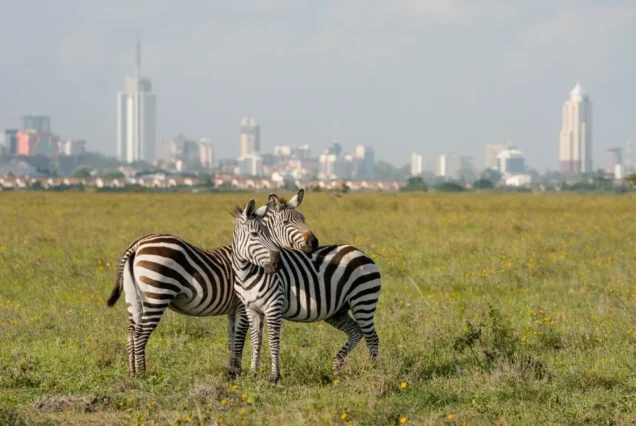 One Week Nairobi Itinerary
