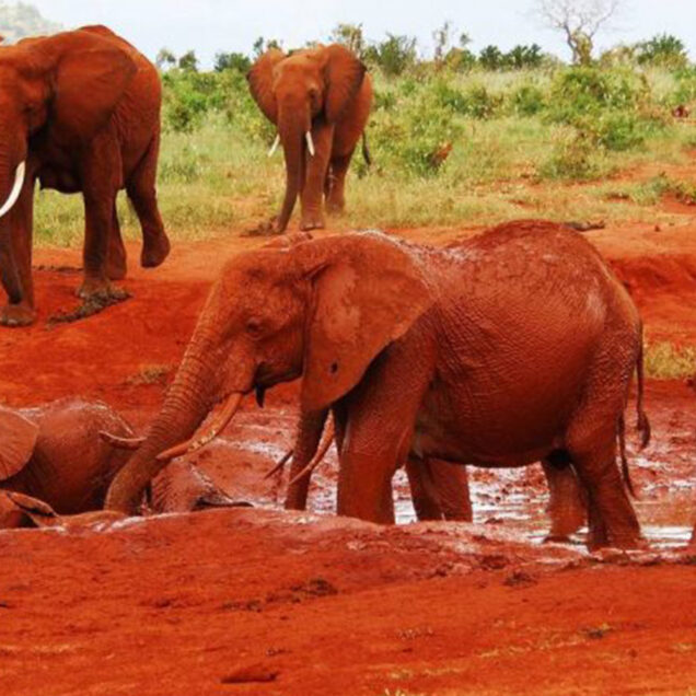 Tsavo National Park