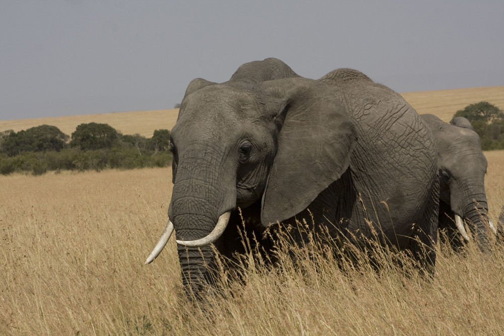 elephants
