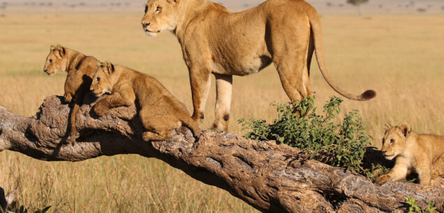 Maasai Mara National Reserve
