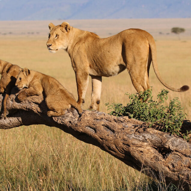 Maasai Mara National Reserve