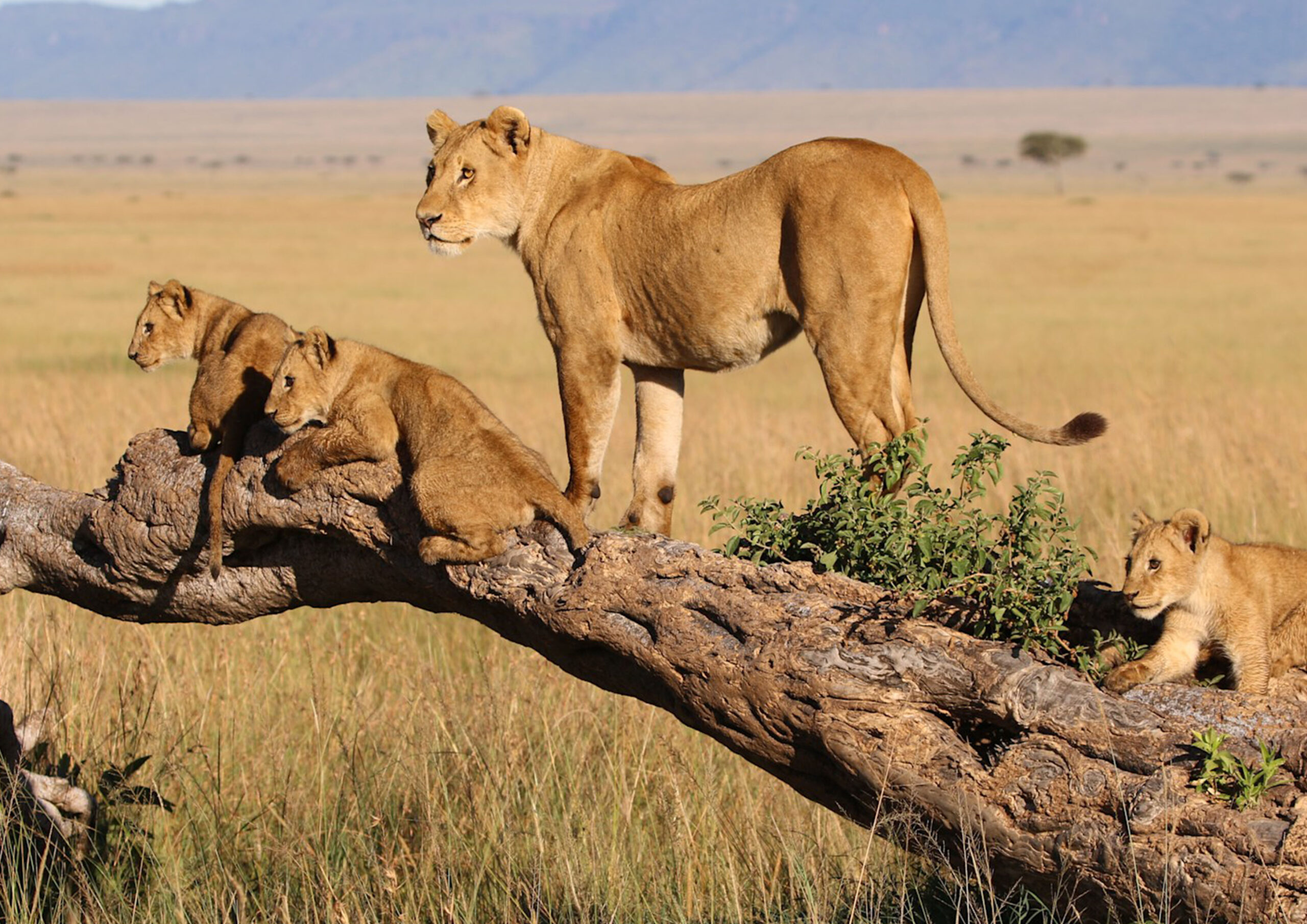 maasai mara national reserve
