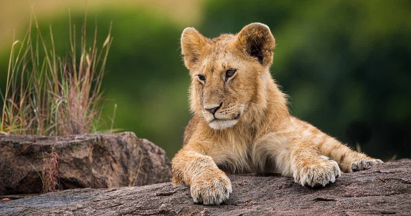 nasai mara
